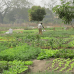 L’Essor de l’Agriculture Urbaine en Afrique