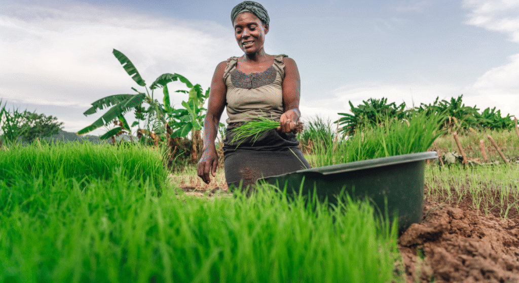 Afrique, championne du monde de l'écologie